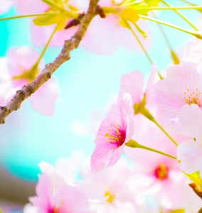お花見、桜、春